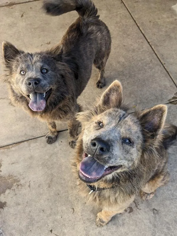 An adult medium-sized female Chow Chow dog named Chowder for adoption in San Diego, CA