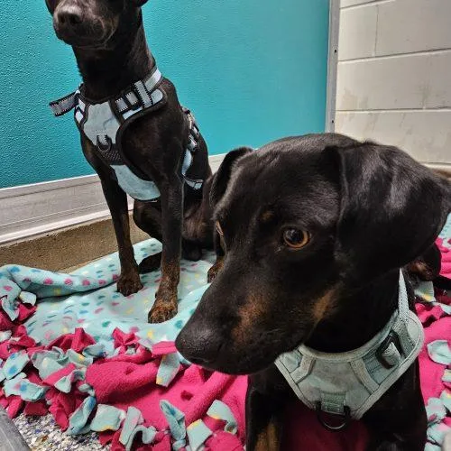 A young small-sized male Bicolor Miniature Pinscher dog named Mario for adoption in Burlington, IA