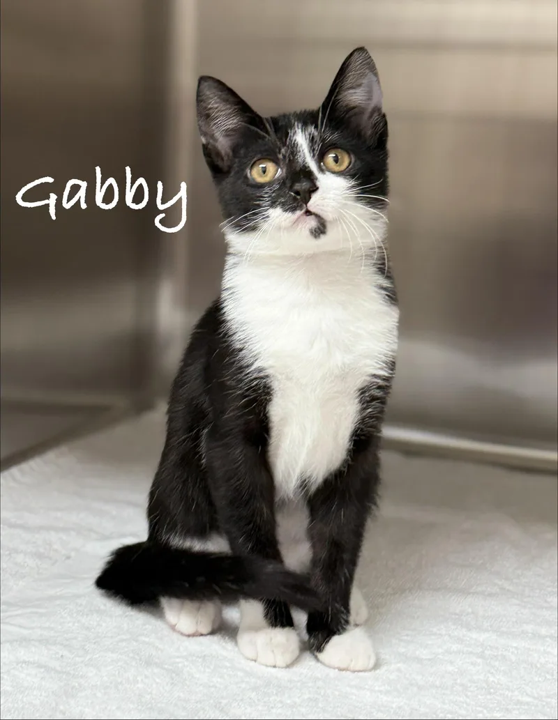 A baby medium-sized female Black & White / Tuxedo Domestic Short Hair cat named Gabby for adoption in Pawleys Island, SC