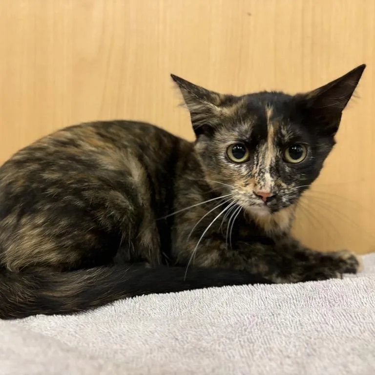 A baby small-sized female Tortoiseshell Domestic Short Hair cat named Turtle for adoption in Saint Louis, MO