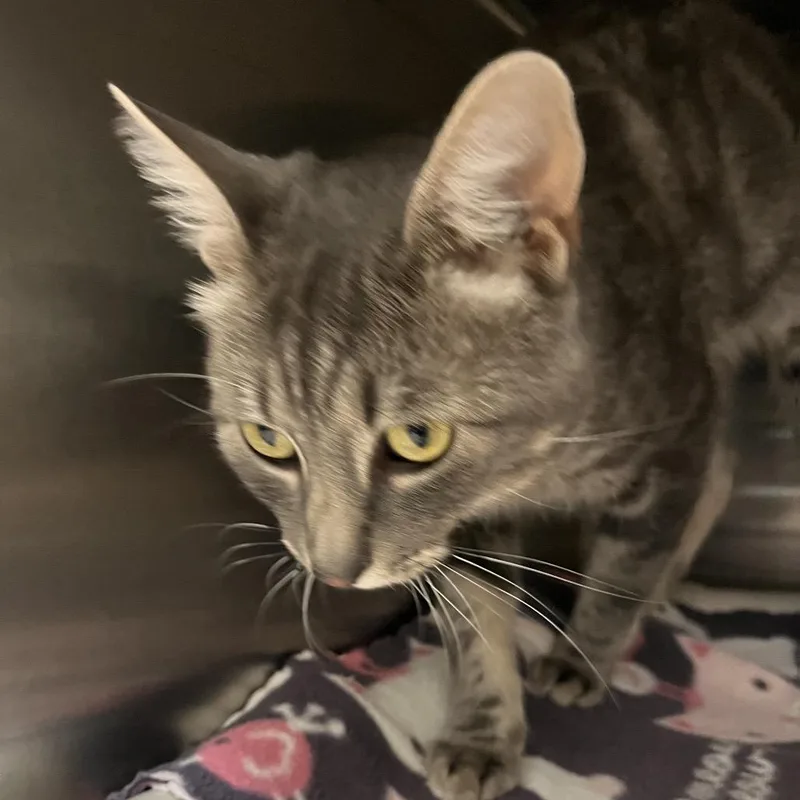 An adult medium-sized male Domestic Short Hair cat named Tempest for adoption in Las Vegas, NV