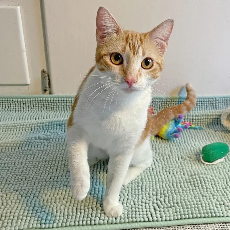 A young small-sized female Orange / Red Domestic Short Hair cat named Barbera for adoption in Los Angeles, CA