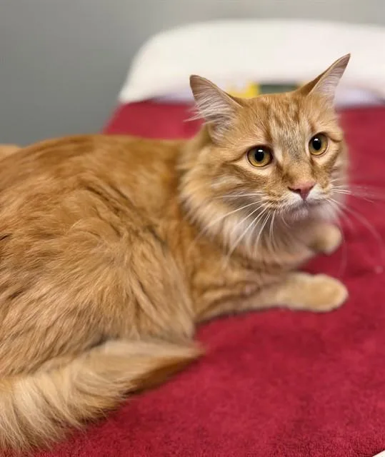 A young medium-sized male Domestic Short Hair cat named Shrimp for adoption in Leesburg, VA