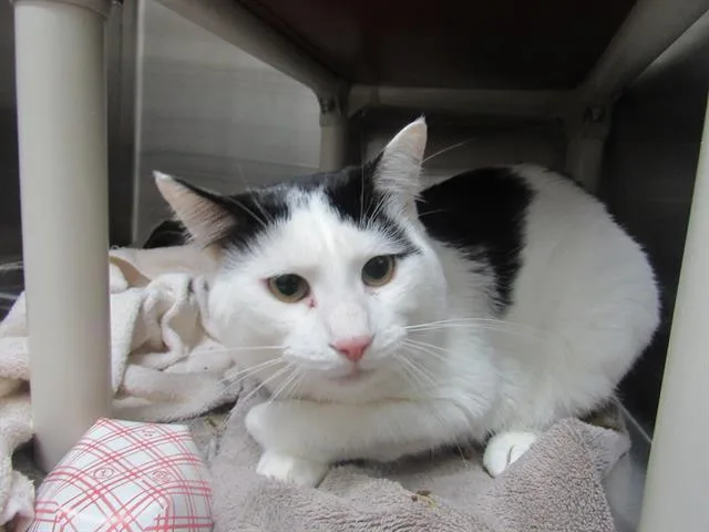 An adult medium-sized male Domestic Short Hair cat named Maritime for adoption in Derwood, MD