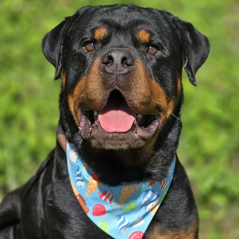 An adult large-sized male Black Rottweiler dog named Hollis for adoption in Effingham, IL