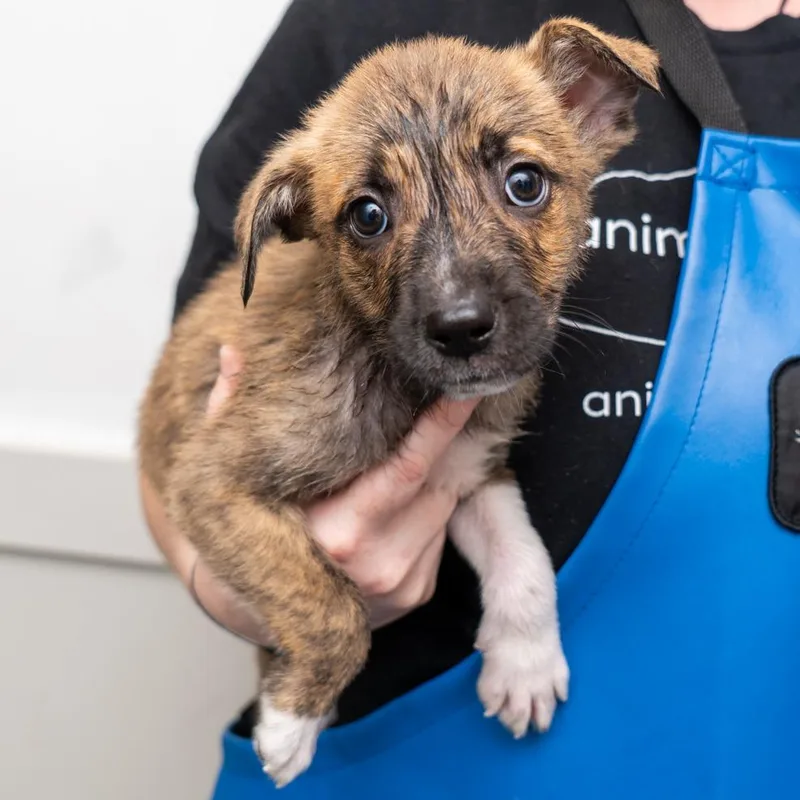 A baby medium-sized female Brindle Mixed Breed dog named Zebra for adoption in New York, NY