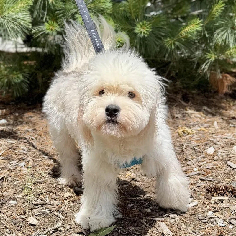 An adult small-sized male White / Cream Bichon Frise dog named Shishi for adoption in East Hampton, NY