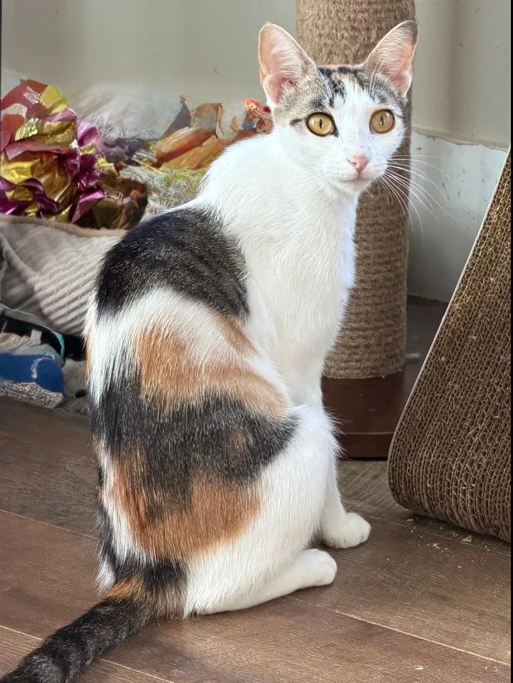 An adult medium-sized female Orange & White Domestic Short Hair cat named Ruby for adoption in Wellington, FL