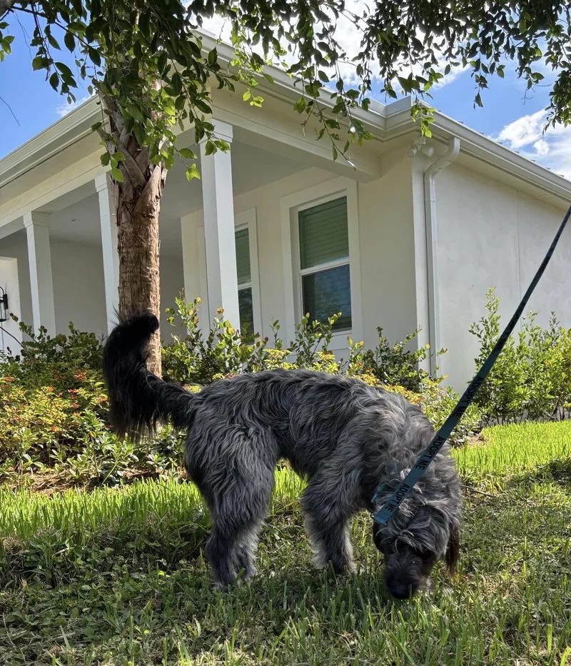 An adult medium-sized male Gray / Blue / Silver Goldendoodle dog named Bear for adoption in Palm springs, FL