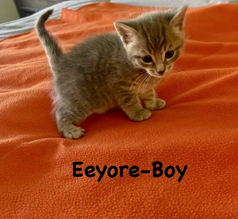 A baby small-sized male Gray & White Domestic Short Hair cat named Eeyore for adoption in Telford, PA
