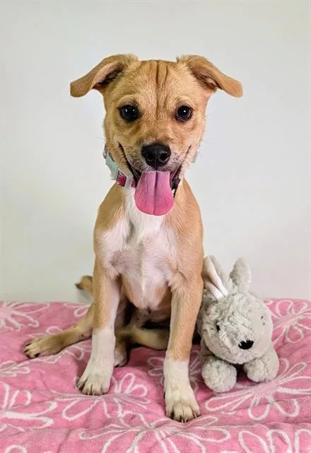 A young small-sized male Terrier dog named A for adoption in Riverside, CA