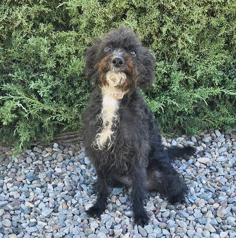 A young small-sized female Black Toy Poodle dog named Dazzling Lil Ms Dolly for adoption in Albuquerque, NM