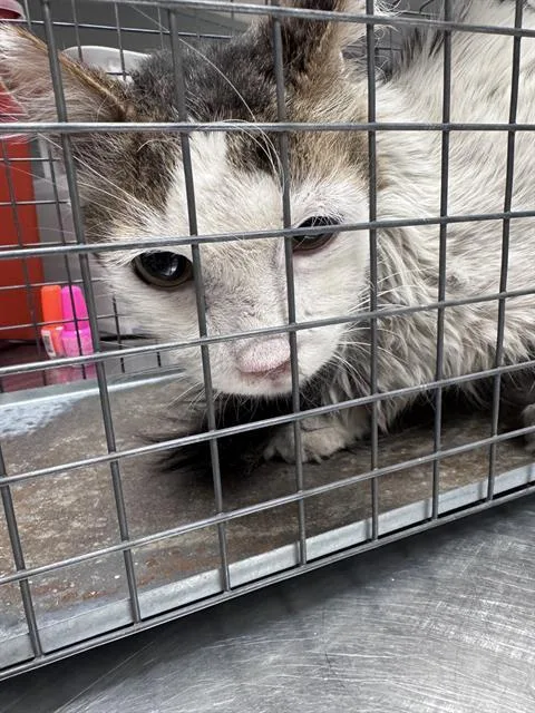 An adult medium-sized male Domestic Short Hair cat named Cheddarr for adoption in Las Vegas, NV