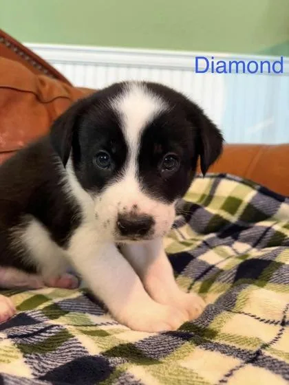Diamond