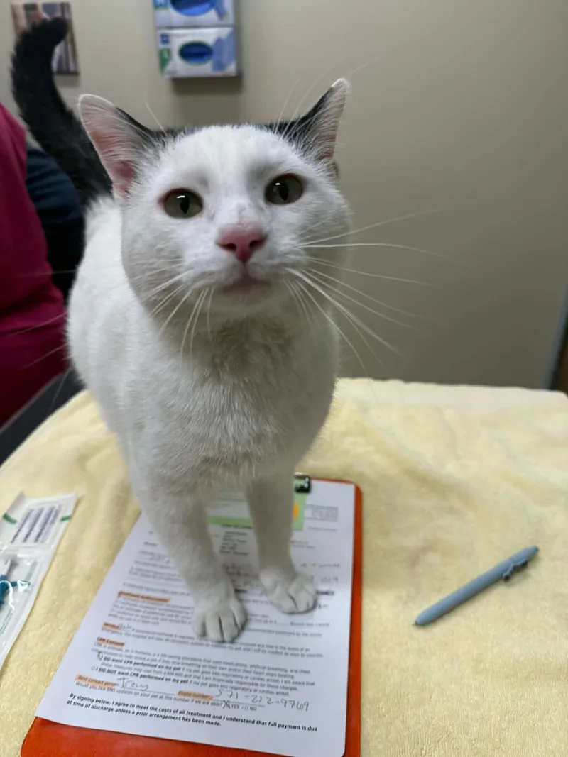 An adult medium-sized male Domestic Short Hair cat named Olaf for adoption in Leesburg, VA