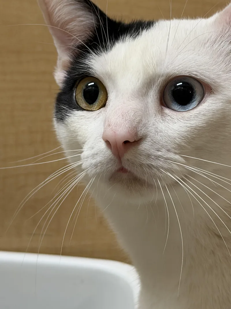 An adult medium-sized male Domestic Short Hair cat named Max  A Hunk for adoption in Charlotte, NC