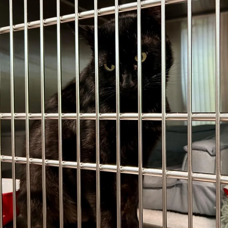 A senior large-sized male Domestic Short Hair cat named Sebastian for adoption in Cumming, GA