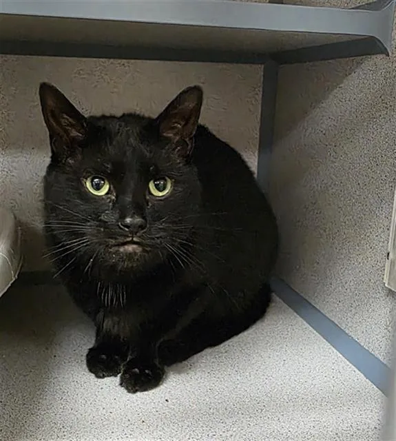 An adult medium-sized male Domestic Short Hair cat named Patchi for adoption in Aliquippa, PA