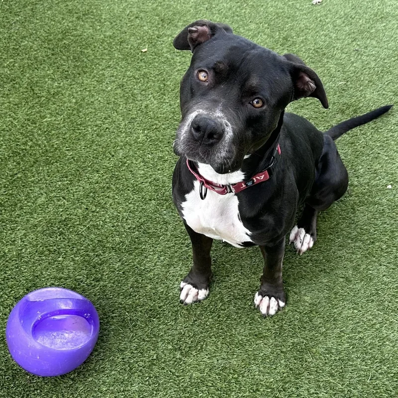 A young large-sized female Black Staffordshire Bull Terrier dog named Tina for adoption in Houston, TX