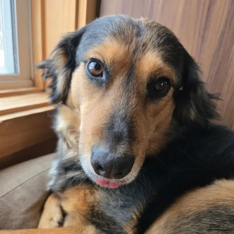 An adult medium-sized female Black Mixed Breed dog named Zoya for adoption in Oxford, ME