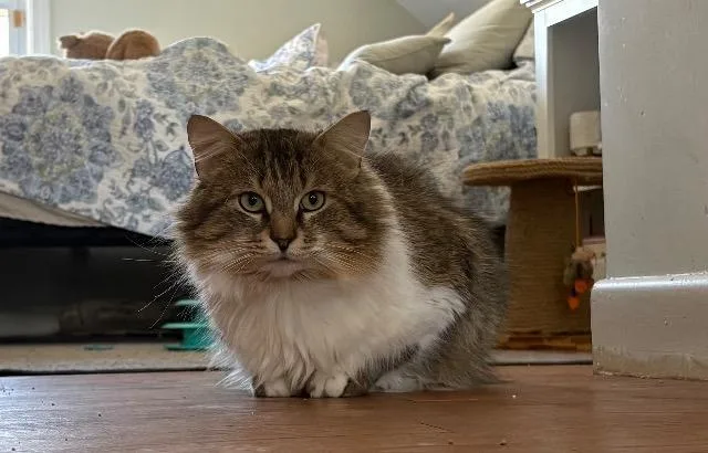 A young medium-sized male Domestic Long Hair cat named Professor Rj Lupin for adoption in Pawtucket, RI