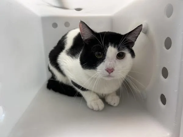 An adult large-sized male Domestic Short Hair cat named Oreo for adoption in New York, NY
