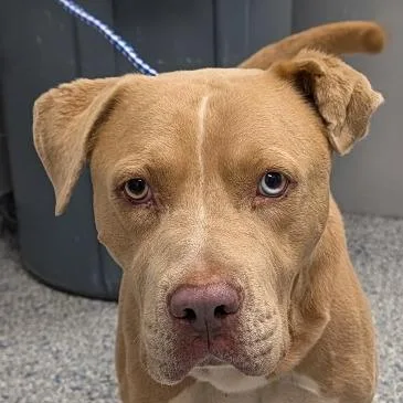 An adult medium-sized male Mixed Breed dog named Donovan for adoption in Greenville, SC