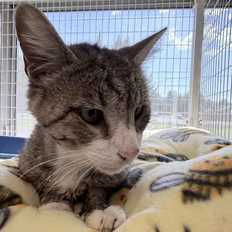An adult large-sized male White Domestic Short Hair cat named Melvin for adoption in Medford, OR