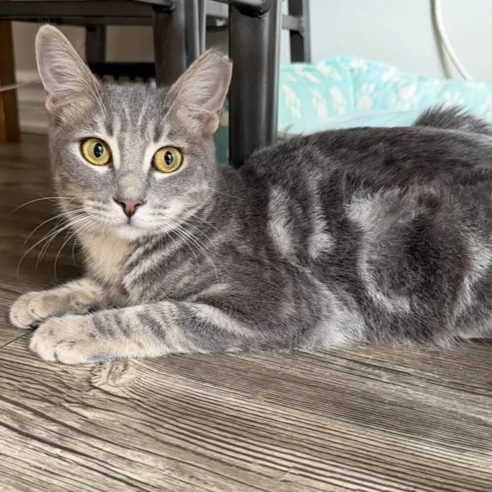 A young small-sized male Gray / Blue / Silver Domestic Short Hair cat named Remy for adoption in Long Beach, CA