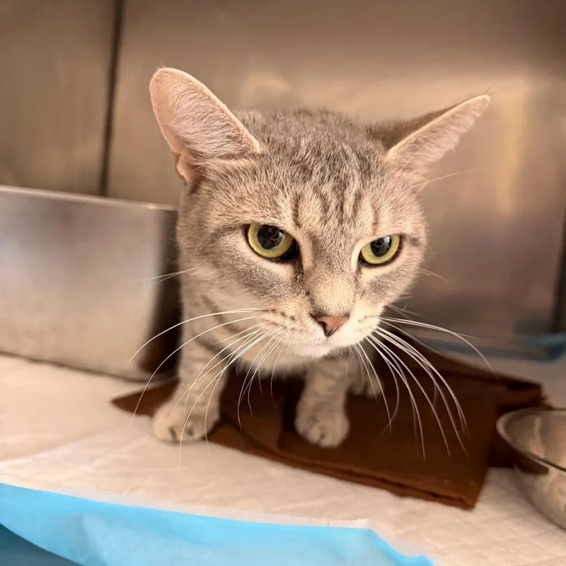 An adult medium-sized female Domestic Short Hair cat named Posey for adoption in Ruckersville, VA