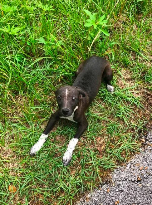 A young small-sized male Mixed Breed dog named Jack Jack in LA for adoption in Cranston, RI