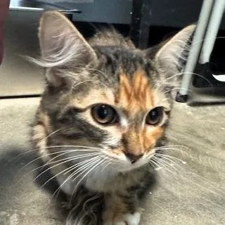 A baby small-sized female Domestic Medium Hair cat named Lilly Pad for adoption in Shawnee, KS
