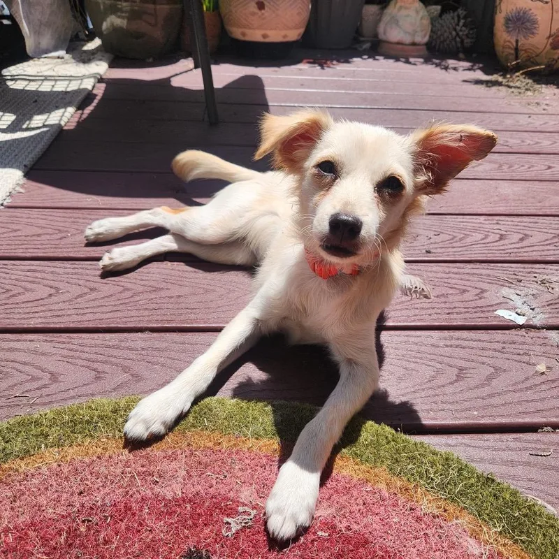 A young small-sized female White / Cream Chihuahua dog named Sofia for adoption in Pacifica, CA