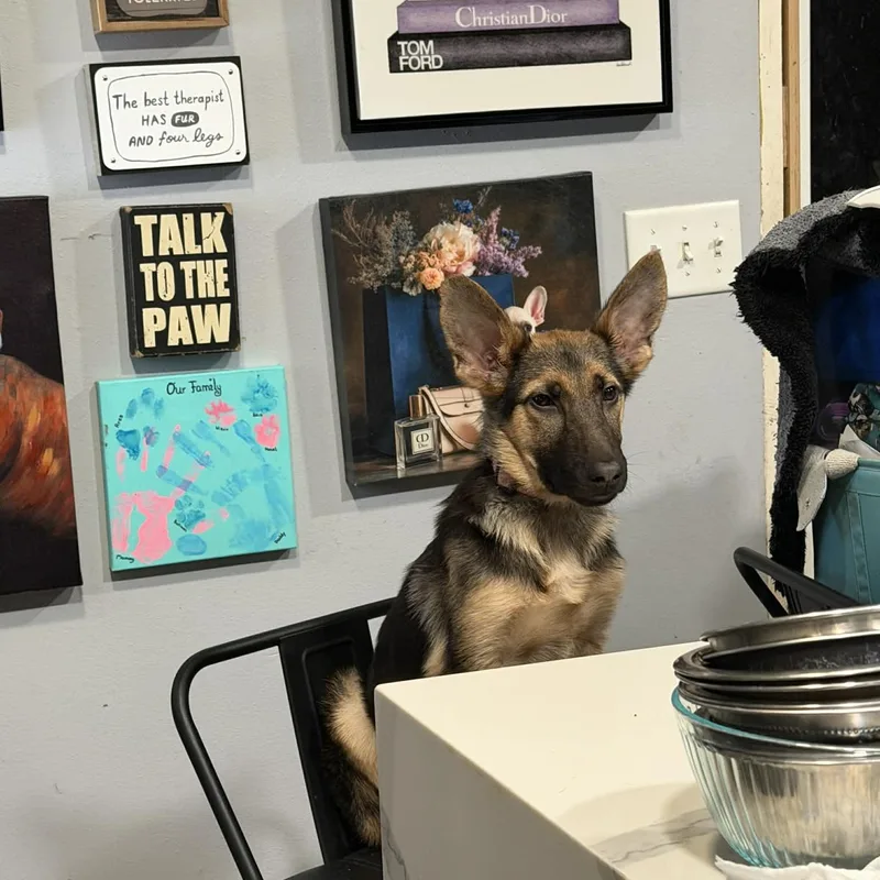 A young large-sized female German Shepherd Dog dog named Nala for adoption in New York, NY
