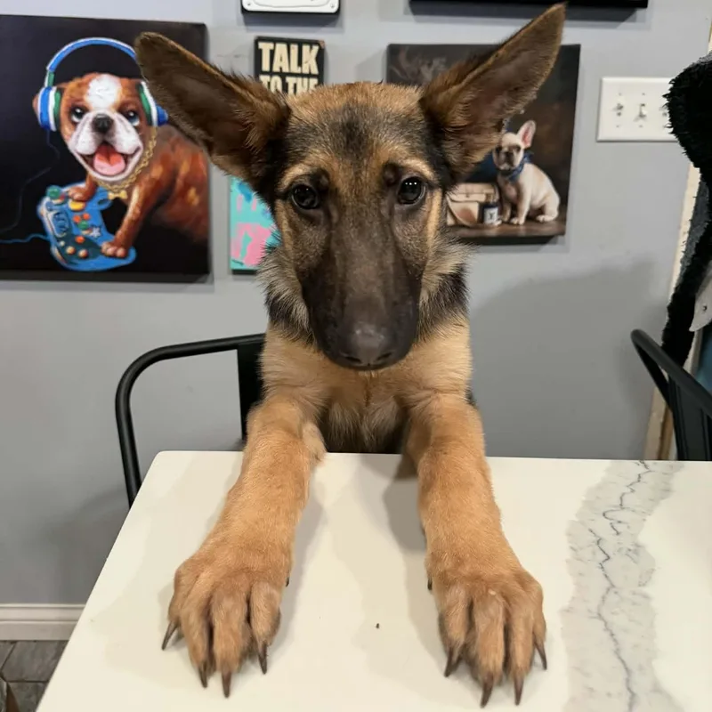 Nala thumbnail 2