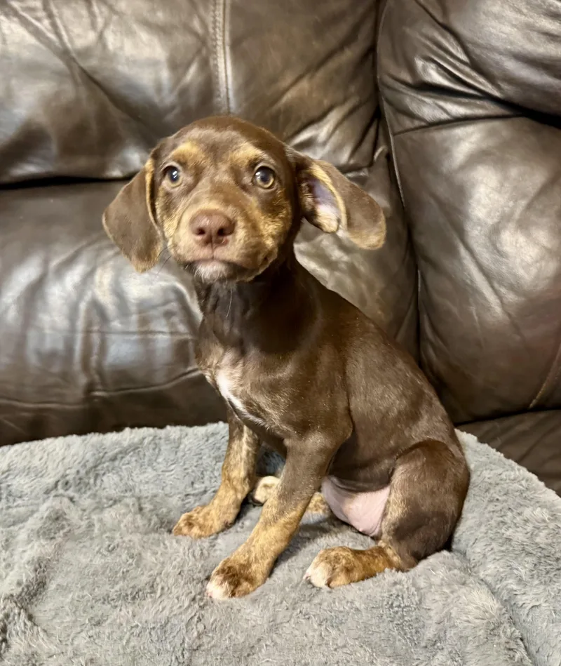 A baby medium-sized female Terrier dog named Violet for adoption in Maiden, NC