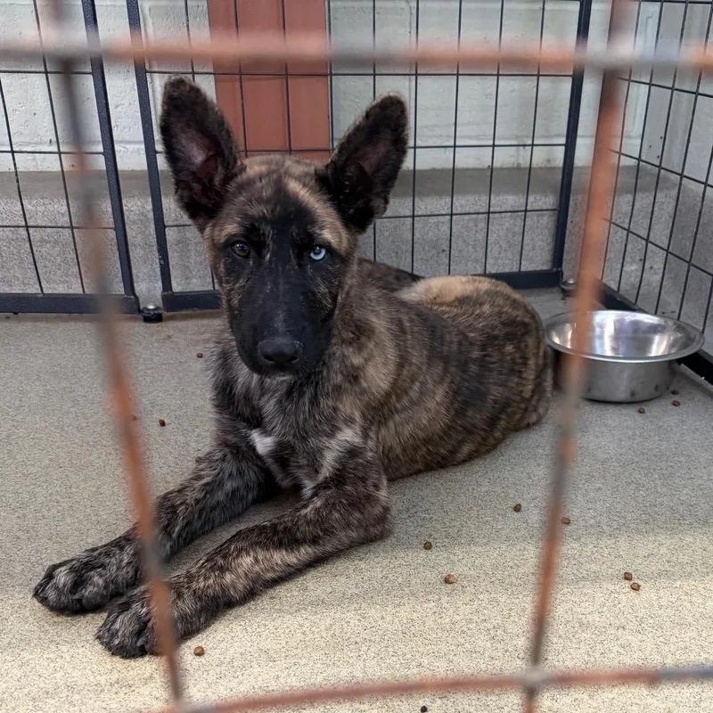 A baby large-sized male Brown / Chocolate Shepherd dog named Iepastray for adoption in Upland, CA