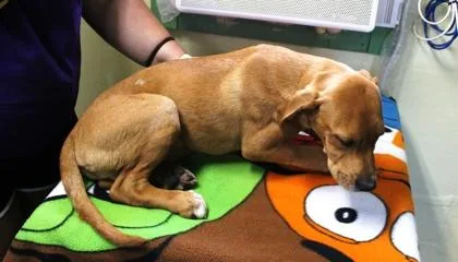 A baby medium-sized male Labrador Retriever dog named Skully for adoption in Picayune, MS