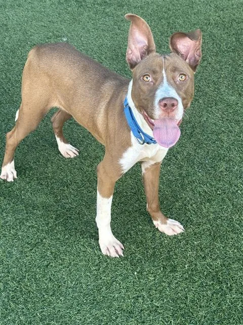 A young medium-sized female Mixed Breed dog named Willow for adoption in Dallas, TX