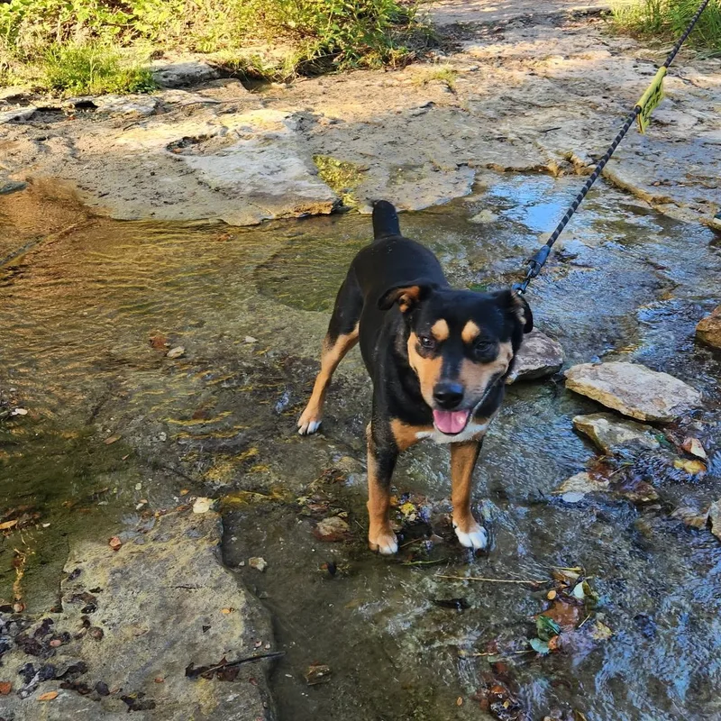 An adult medium-sized male Rottweiler dog named Saro for adoption in Pflugerville, TX