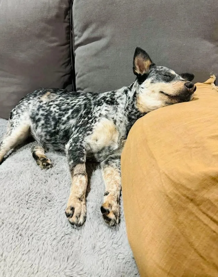 A young medium-sized female Gray / Blue / Silver Australian Cattle Dog / Blue Heeler dog named Sandee for adoption in Moyock, NC