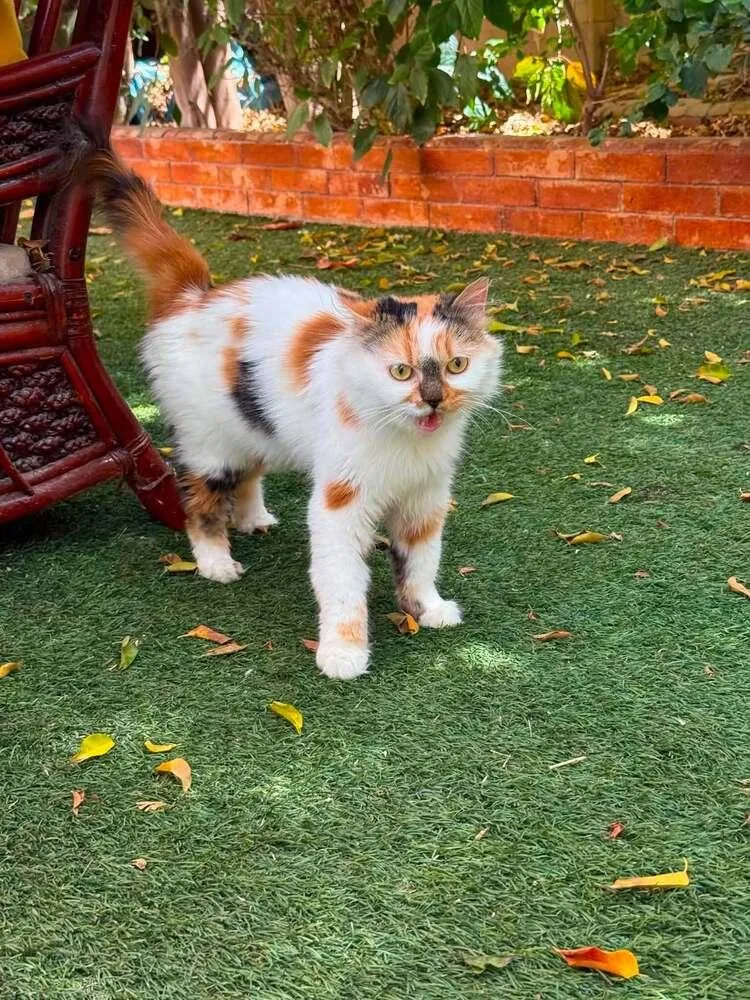 A young medium-sized female Persian cat named Camilla for adoption in WOLCOTT, CT