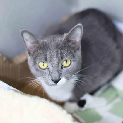 An adult small-sized female Gray / Blue / Silver Domestic Short Hair cat named Charlene for adoption in Atlanta, GA