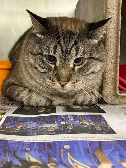 A young medium-sized male Domestic Short Hair cat named Bowie for adoption in Daytona Beach, FL