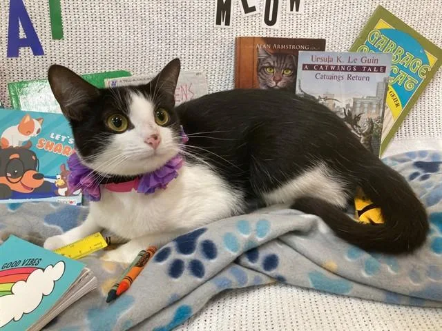 An adult medium-sized female Domestic Short Hair cat named Lainey for adoption in Upper Marlboro, MD