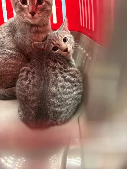A baby small-sized female Domestic Short Hair cat named Serena for adoption in Baraboo, WI