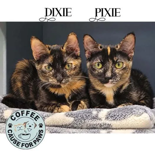 A young medium-sized female Tortoiseshell cat named Dixie & Pixie for adoption in Douglas, GA