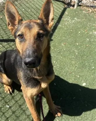 An adult medium-sized female German Shepherd Dog dog named Miss Priss for adoption in Texas City, TX