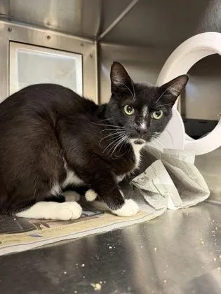 A young medium-sized male Black Domestic Short Hair cat named Mr. Worldwide for adoption in Wichita, KS