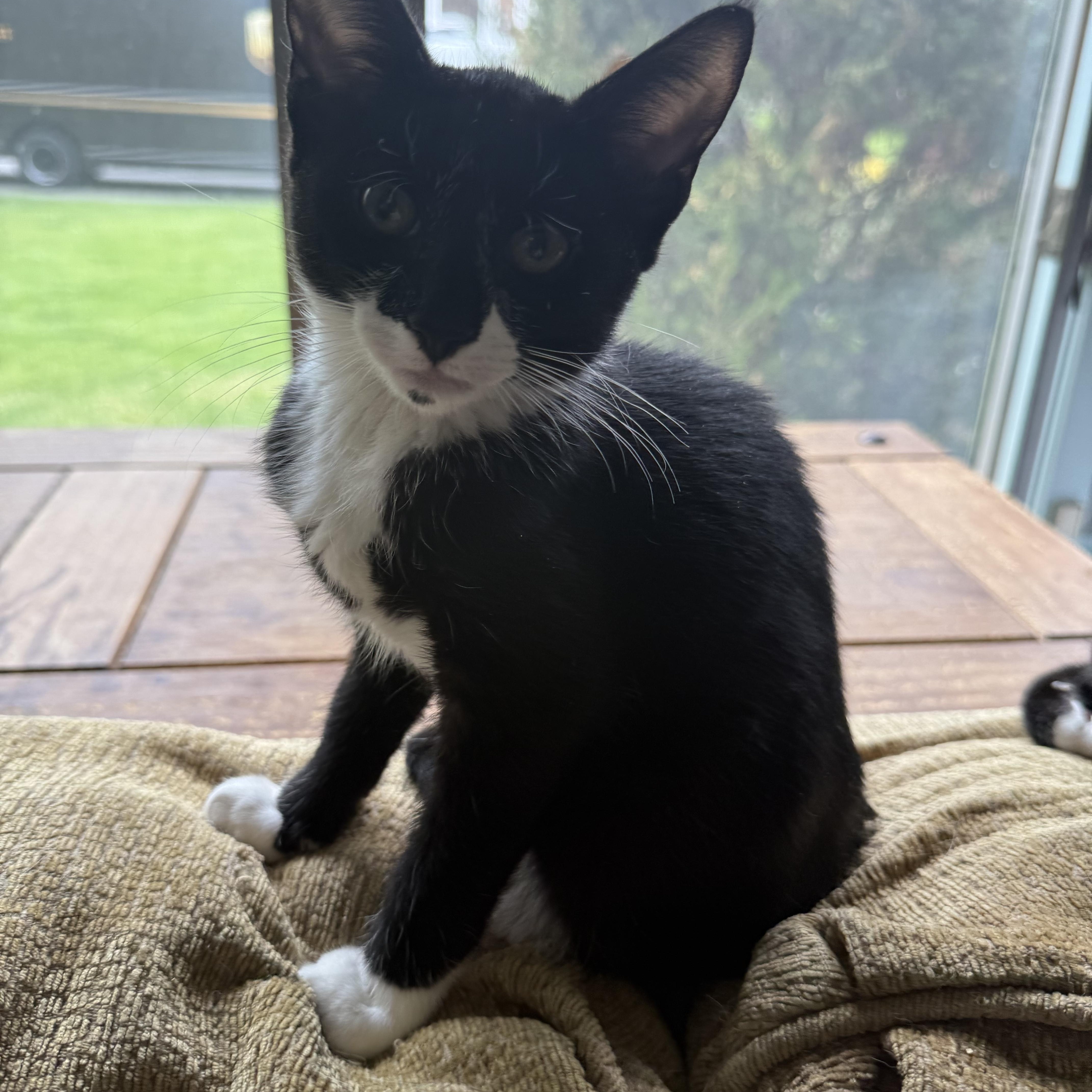 A baby small-sized male Tabby (Brown / Chocolate) Domestic Short Hair cat named Max for adoption in Syosset, NY